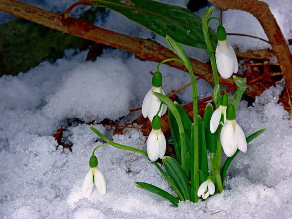 Презентация на тему Весна