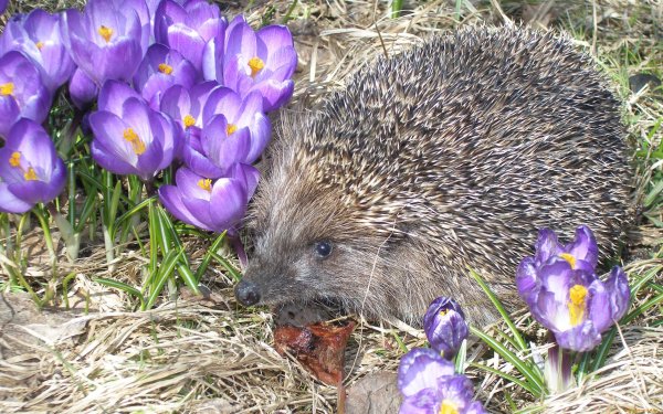 Сказочные жители леса