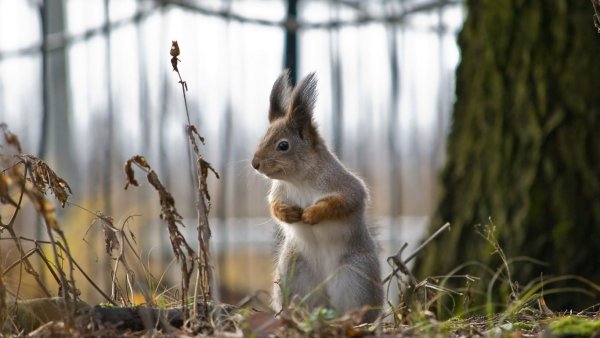 Белка на дереве весной