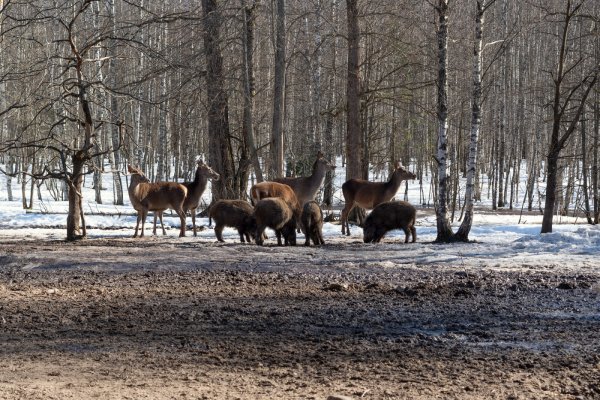Пробирается медведь сквозь Лесной валежник