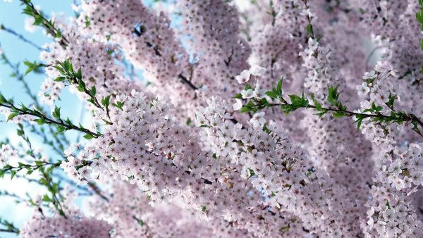 Первые цветы весны