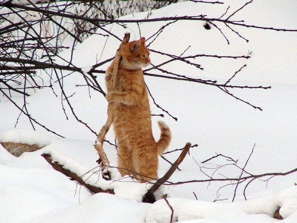 Мартовские коты