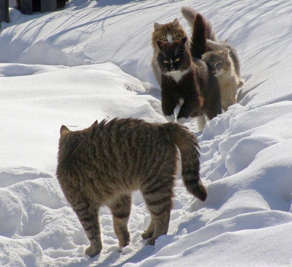 Стишки-порошки новейшие