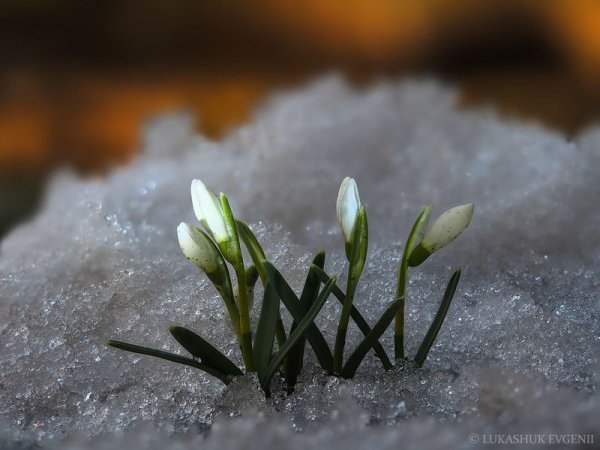 Весеннее дыхание