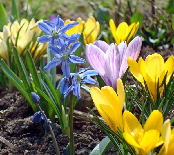 Апрельские цветы