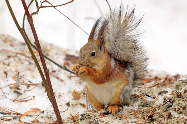 Белочка Весна