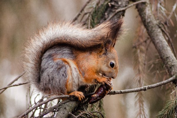 Белочка Весна
