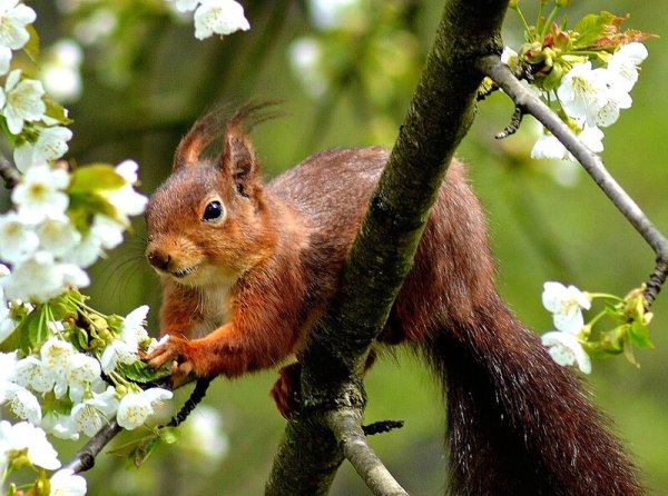 Бельчата весной