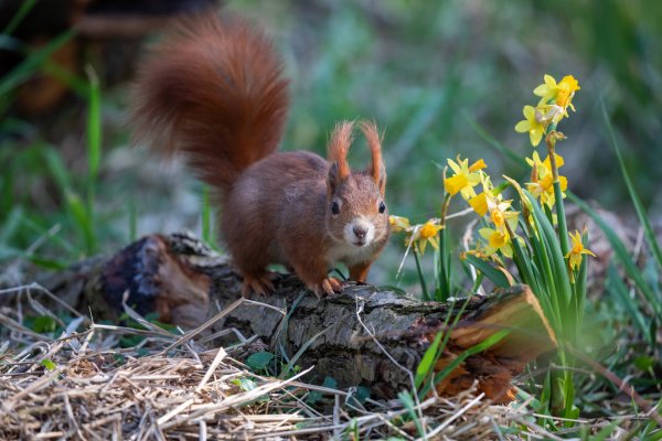 Белка и Нарцисс