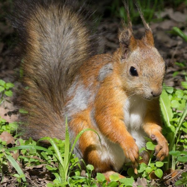 Белочка в лесу для детей