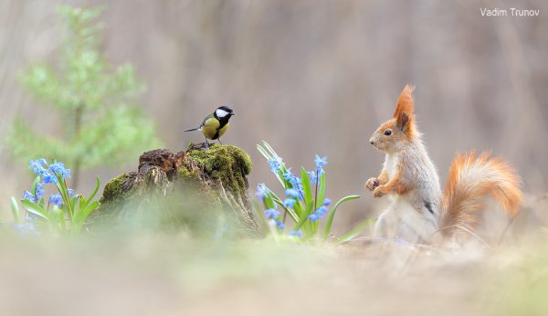 Вадим Трунов фотограф белки