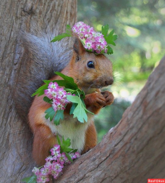 Весна животные