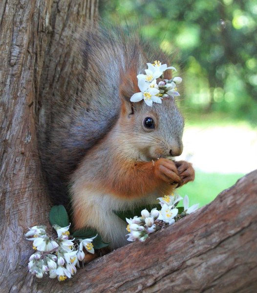 Красивая белка