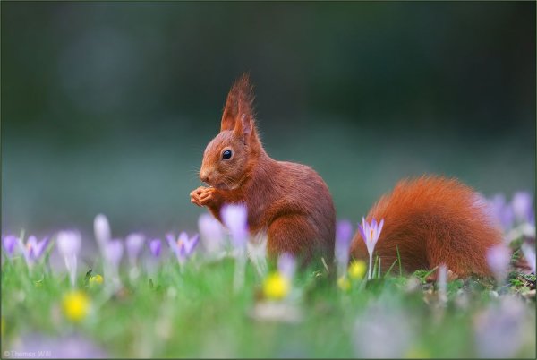 Белочка весной