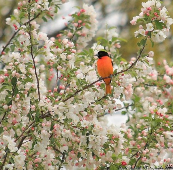 Природа весной