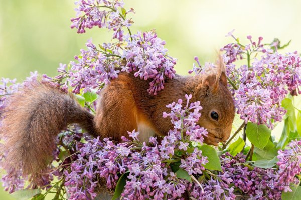 Весна природа животные