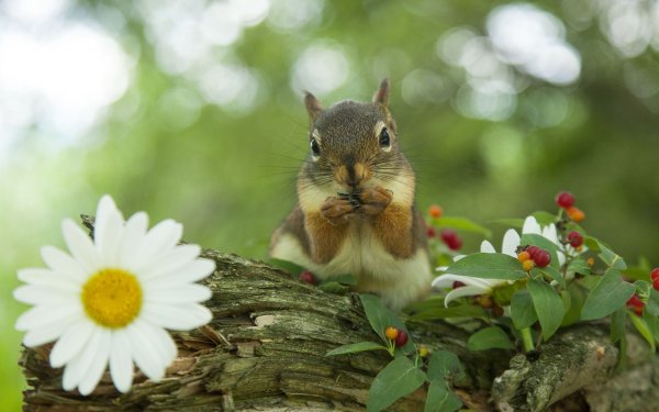 Белочка с цветами