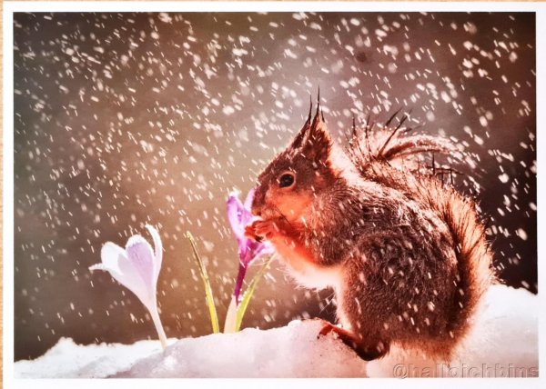 Белка и подснежники