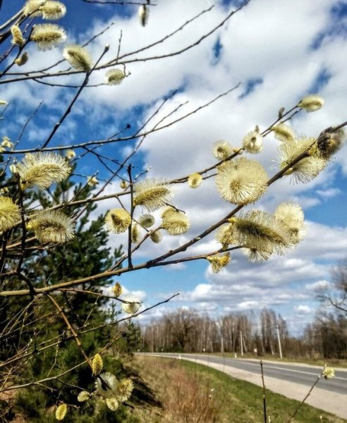 Красота весны