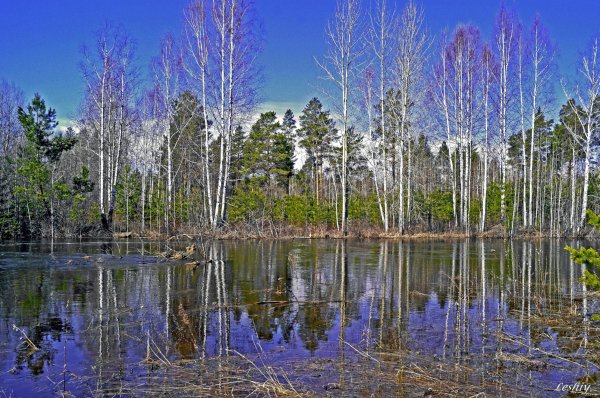 Гатчина парк нарциссы