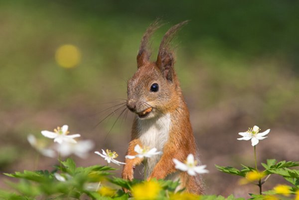 Белочка Весна