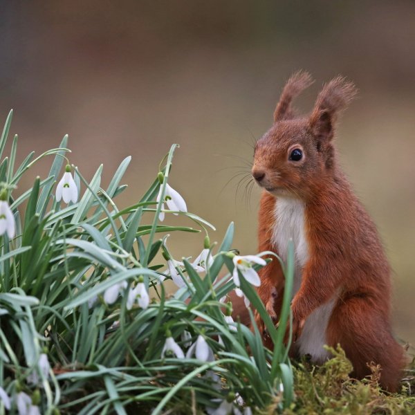Растительный и животный мир
