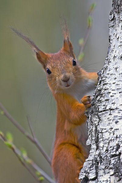 Белки весной