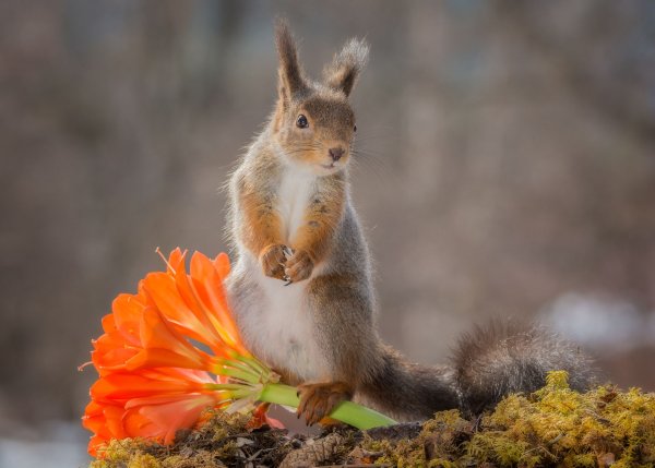 Животные весной