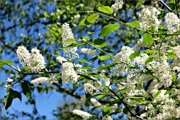 Белая черемуха весной