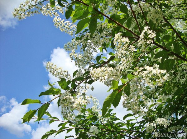 Майская черемуха