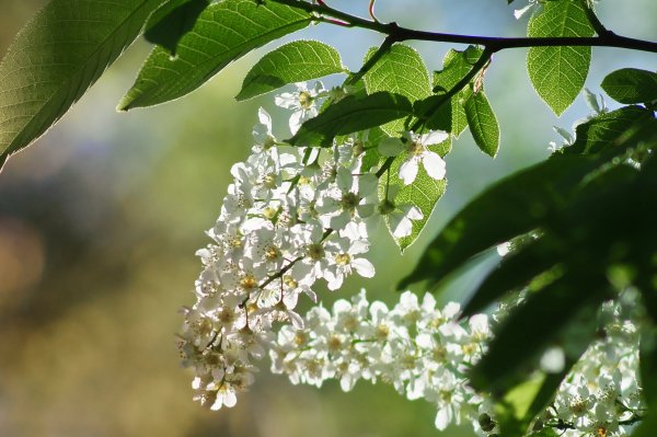 Черемуха азиатская
