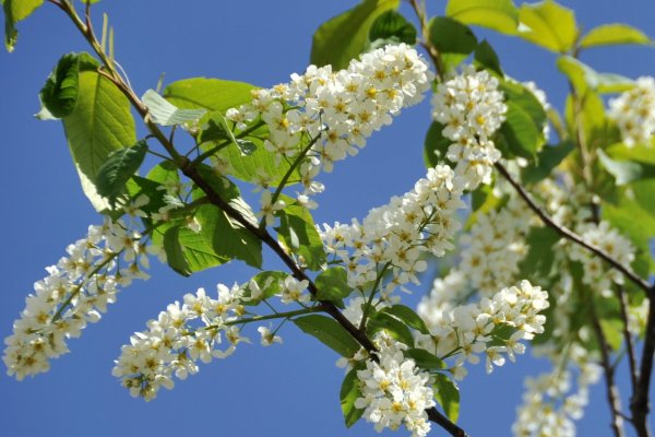 Цветущая черемуха