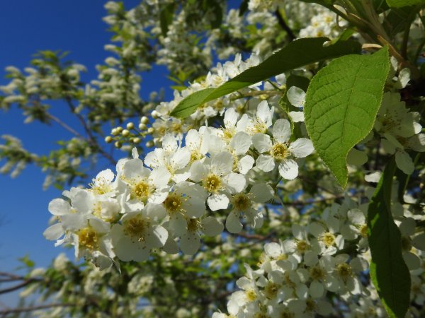 Черёмуха Максимовича