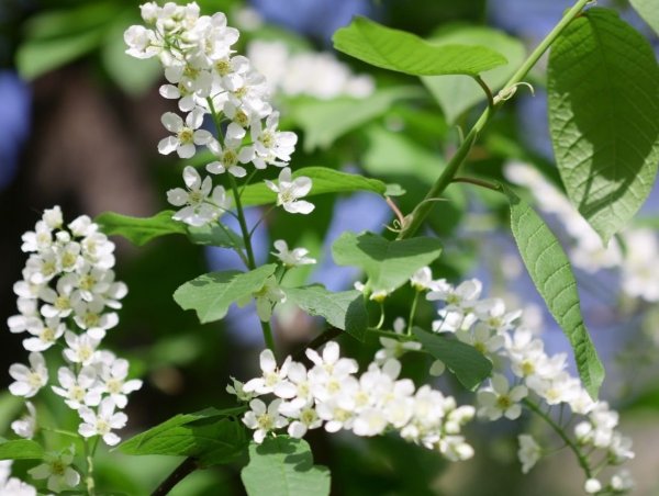 Сирень и черемуха