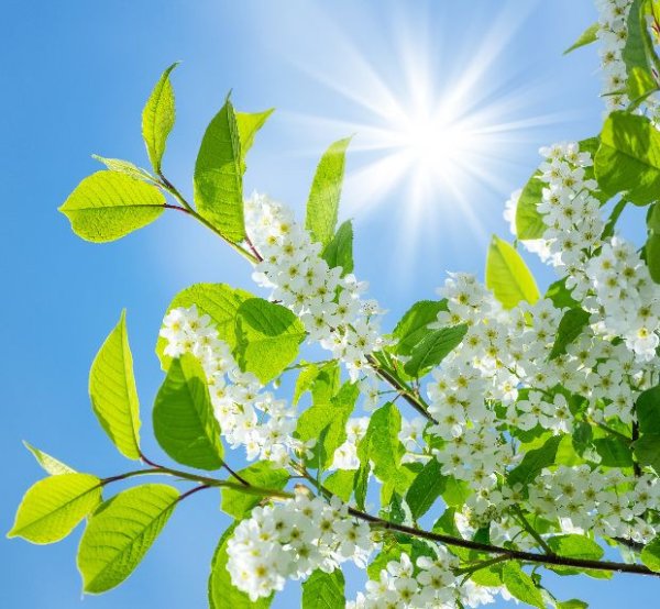 Веточка черемухи