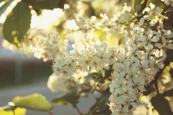 Черемуха весной