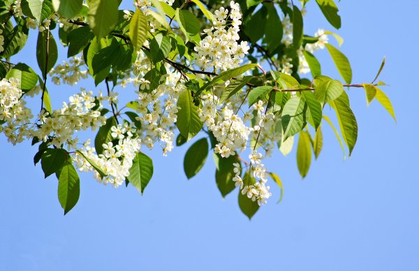 Черемуха Пенза