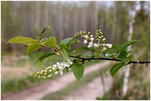 Черемуха обыкновенная ветка