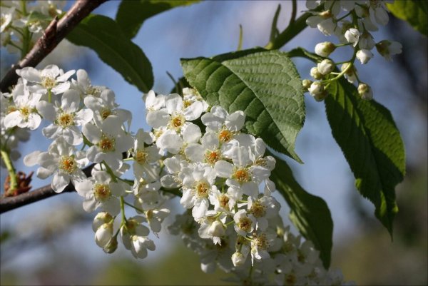 Распускается береза цветет черемуха