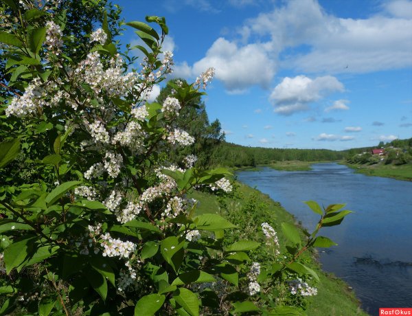 Черемуха Коми нецветущая