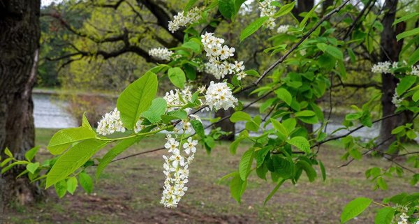 Черёмуха душистая дерево