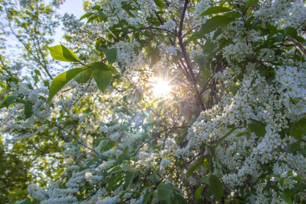 Черемуха в цвету в саду