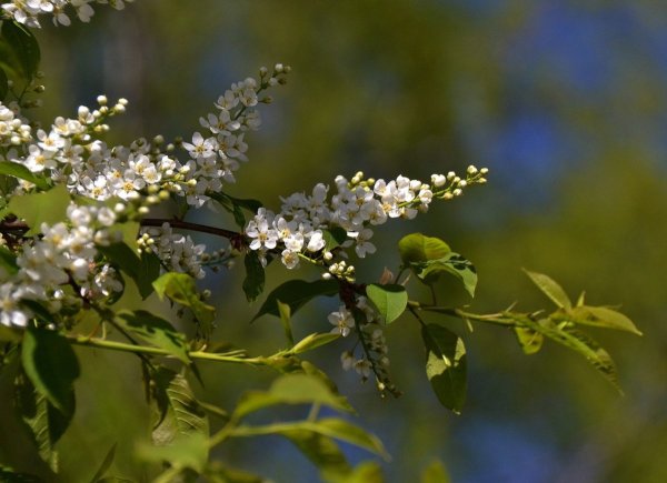 Черемуха цветет ветка