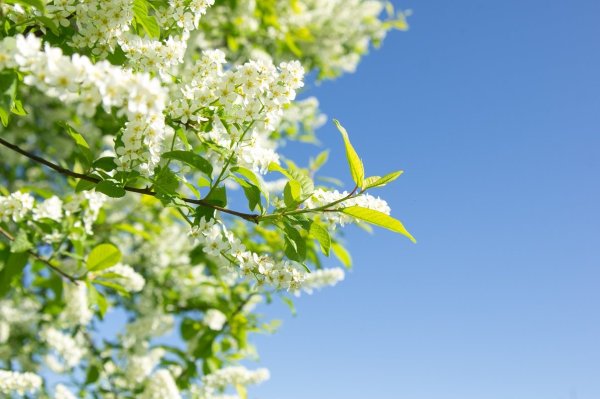 Ветка цветущей черемухи