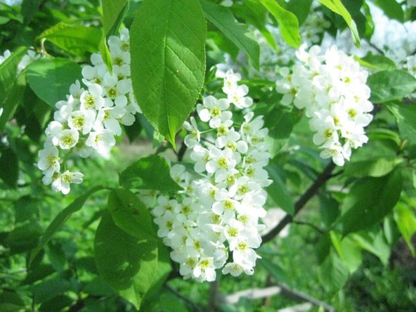 Цветущий куст черемухи