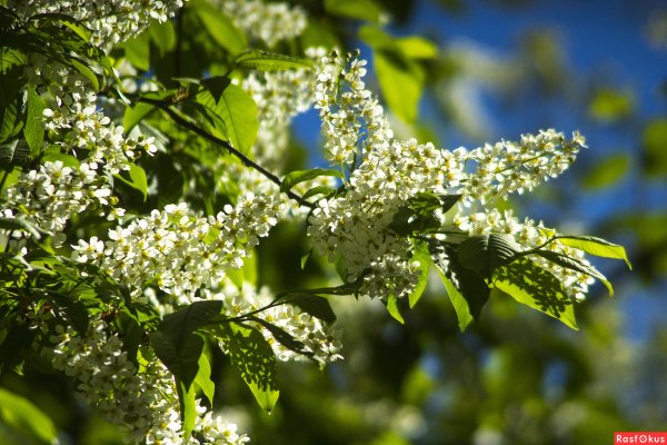 Цветущая Весна черемуха