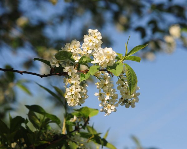 Цветущая ветка черемухи