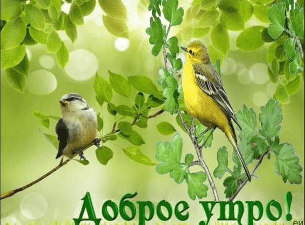 Доброе Весеннее утро