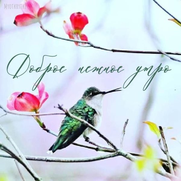 Доброе утро с птицами