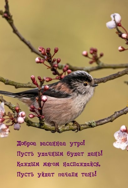Открытки с добрым утром с птицами